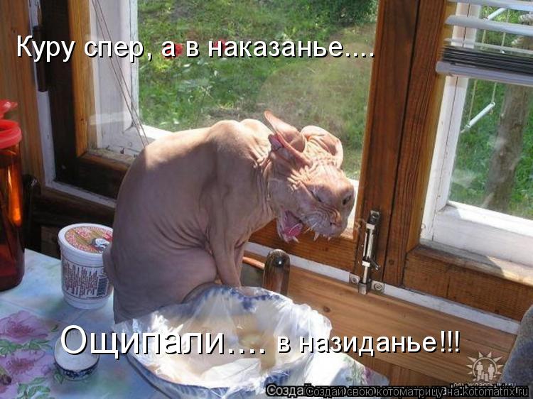 Куру спер, а в наказанье.... Ощипали.... в назиданье!!!... Котоматрица: Куру спер, а в наказанье.... Ощипали.... в назиданье!!!
