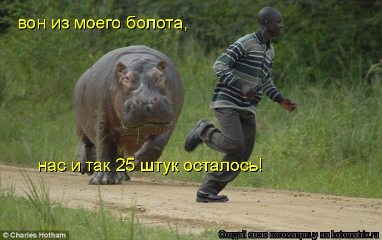 вон из моего болота, нас и так 25 штук осталось!... Котоматрица: вон из моего болота, нас и так 25 штук осталось!