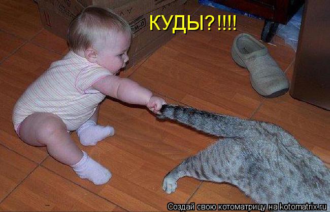 КУДЫ?!!!!... Котоматрица: КУДЫ?!!!!