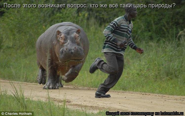 После этого возникает вопрос: кто же всё таки царь природы?... Котоматрица: После этого возникает вопрос: кто же всё таки царь природы?