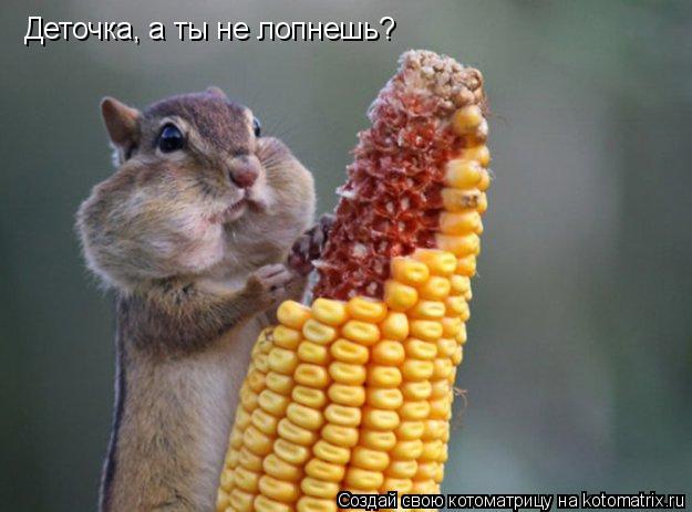 Деточка, а ты не лопнешь?... Котоматрица: Деточка, а ты не лопнешь?