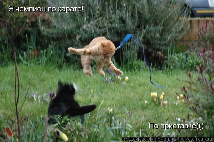 Я чемпион по карате! ... По приставке(((... Котоматрица: Я чемпион по карате! ... По приставке(((