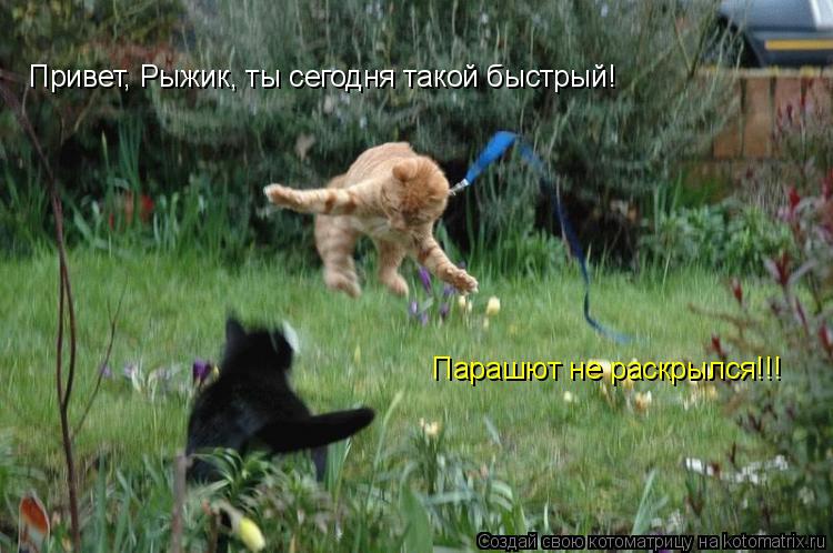 Привет, Рыжик, ты сегодня такой быстрый! Парашют не раскрылся!!!... Котоматрица: Привет, Рыжик, ты сегодня такой быстрый! Парашют не раскрылся!!!