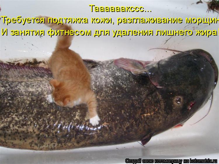 Таааааакссс... Требуется подтяжка кожи, разглаживание морщин И занятия фитнесом для удаления лишнего ... Котоматрица: Таааааакссс... Требуется подтяжка кожи, разглаживание морщин И занятия фитнесом для удаления лишнего жира!