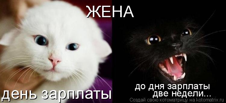 ЖЕНА день зарплаты до дня зарплаты две недели...... Котоматрица: ЖЕНА день зарплаты до дня зарплаты две недели...