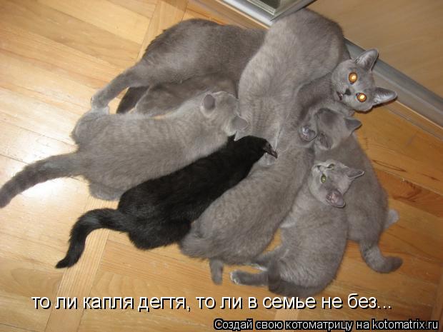 то ли капля дегтя, то ли в семье не без...... Котоматрица: то ли капля дегтя, то ли в семье не без...