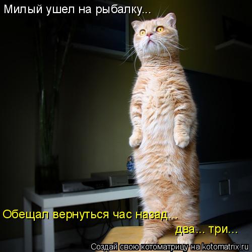 Котоматрица: Милый ушел на рыбалку... Обещал вернуться час назад... два... три...