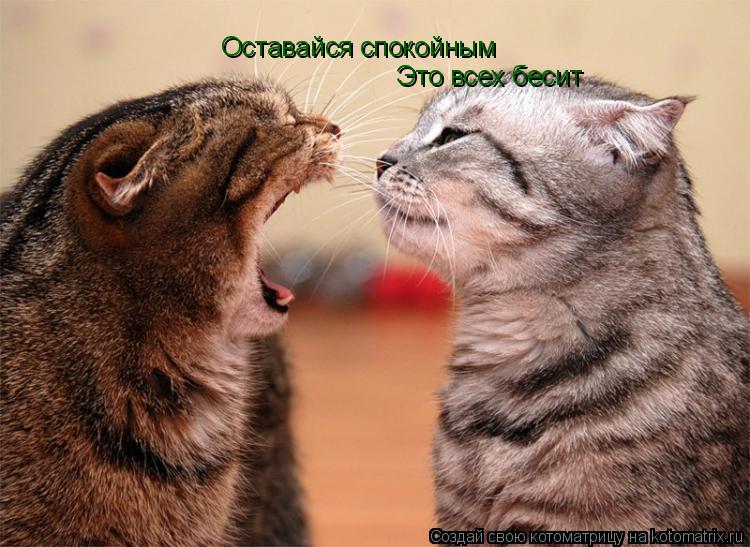 Котоматрица: Оставайся спокойным Это всех бесит