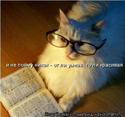 Котоматрица: и не пойму никак - от ли умная, то ли красивая