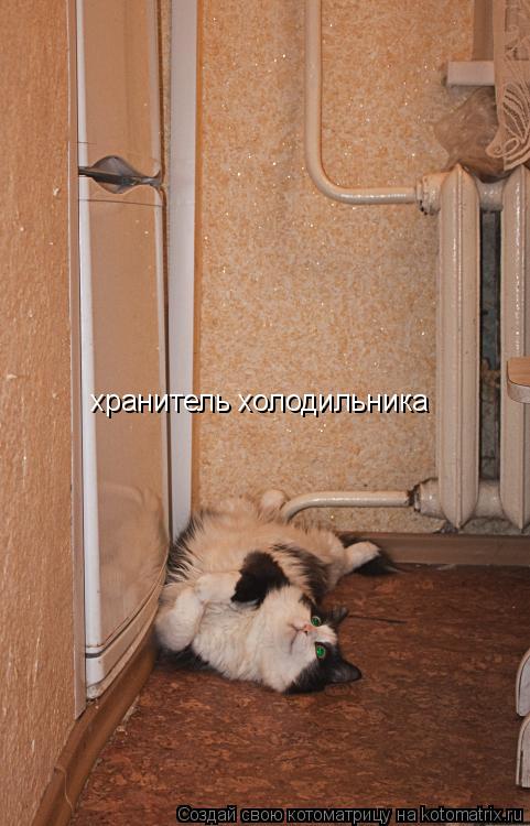 Котоматрица: хранитель холодильника