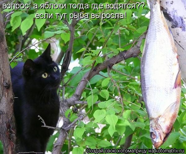 Котоматрица: вопрос: а яблоки тогда где водятся?? если тут рыба выросла!