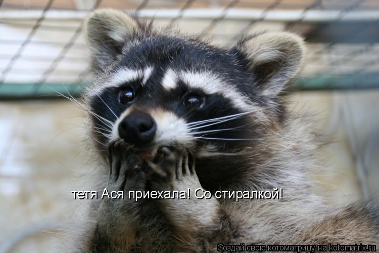 Котоматрица: тетя Ася приехала! Со стиралкой!