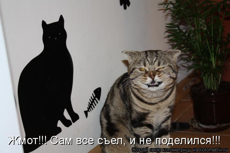 Котоматрица: Жмот!!! Сам все съел, и не поделился!!!