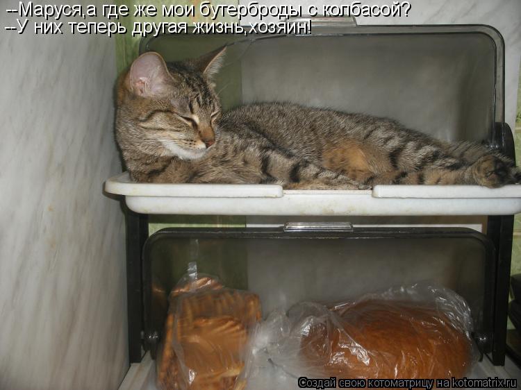 Котоматрица: --Маруся,а где же мои бутерброды с колбасой? --У них теперь другая жизнь,хозяин!