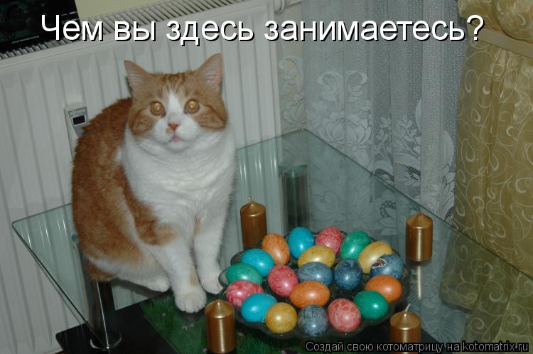 Котоматрица: Чем вы здесь занимаетесь?