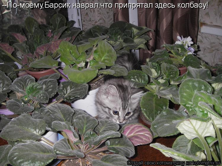 Котоматрица: --По-моему,Барсик наврал,что припрятал здесь колбасу!