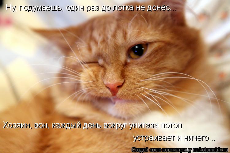 Котоматрица: Ну, подумаешь, один раз до лотка не донёс... Хозяин, вон, каждый день вокруг унитаза потоп устраивает и ничего...