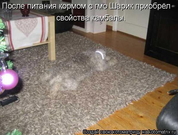 Котоматрица: После питания кормом с гмо Шарик приобрёл  свойства камбалы.