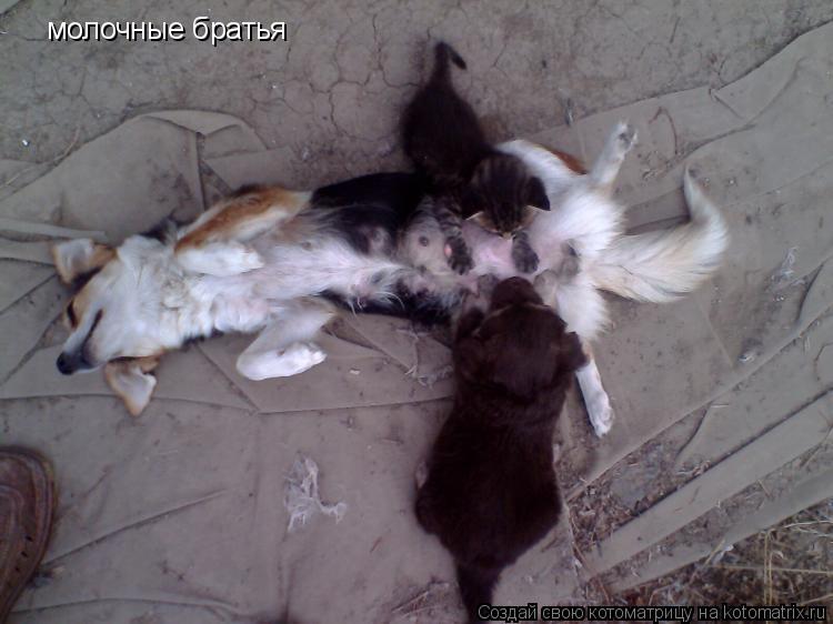 Котоматрица: молочные братья