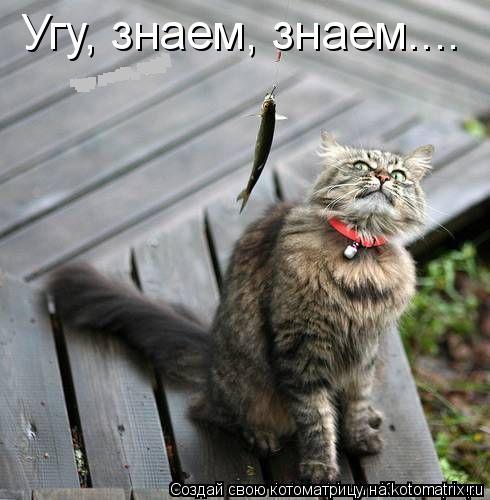 Котоматрица: Угу, знаем, знаем....