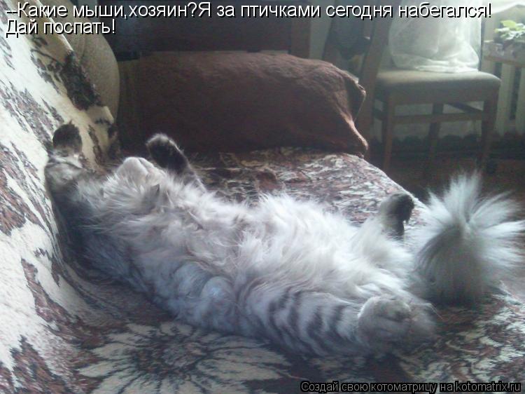 Котоматрица: --Какие мыши,хозяин?Я за птичками сегодня набегался! Дай поспать!