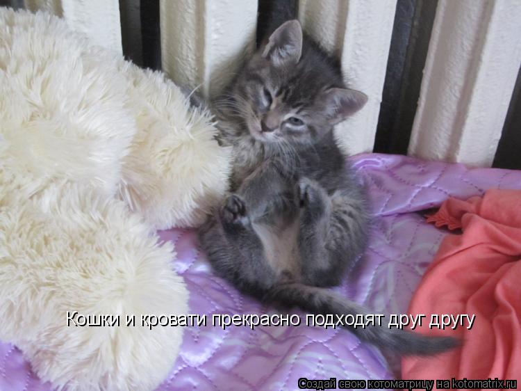 Кошки и кровати прекрасно подходят друг другу... Котоматрица: Кошки и кровати прекрасно подходят друг другу