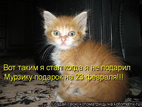 Котоматрица: Вот таким я стал когда я не подарил Мурзику подарок на 23 февраля!!!