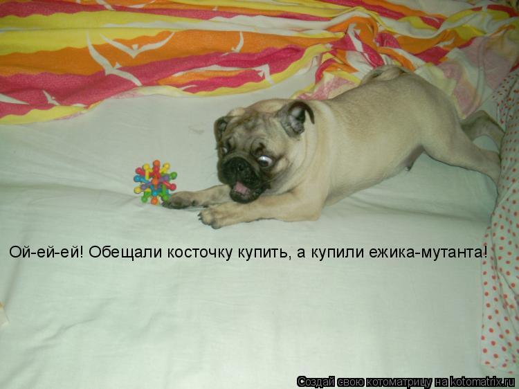 Ой-ей-ей! Обещали косточку купить, а купили ежика-мутанта!... Котоматрица: Ой-ей-ей! Обещали косточку купить, а купили ежика-мутанта!