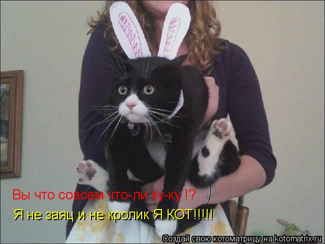 Вы что совсем что-ли ку-ку !? Я не заяц и не кролик Я КОТ!!!!!... Котоматрица: Вы что совсем что-ли ку-ку !? Я не заяц и не кролик Я КОТ!!!!!