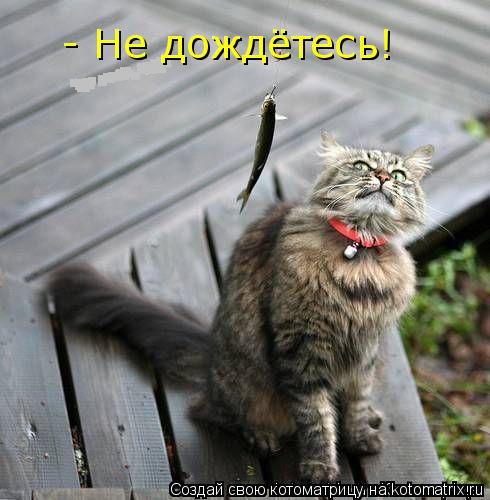 - Не дождётесь!... Котоматрица: - Не дождётесь!