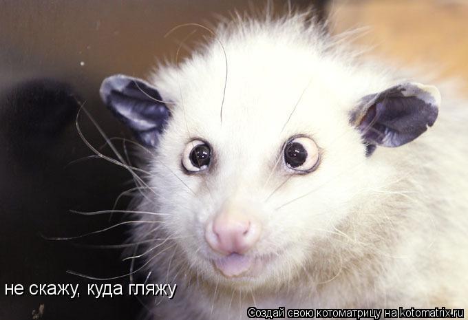 не скажу, куда гляжу... Котоматрица: не скажу, куда гляжу