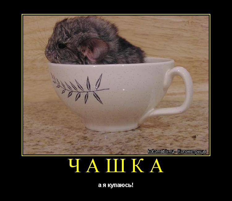 чашка а я купаюсь!... Котоматрица: чашка а я купаюсь!