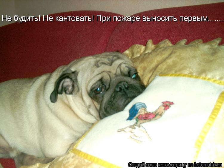 Не будить! Не кантовать! При пожаре выносить первым............ Котоматрица: Не будить! Не кантовать! При пожаре выносить первым.........