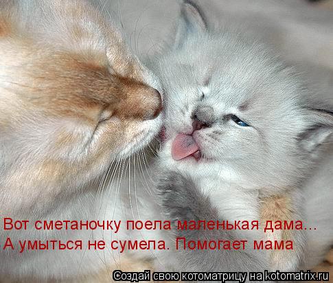 Вот сметаночку поела маленькая дама... А умыться не сумела. Помогает мама... Котоматрица: Вот сметаночку поела маленькая дама... А умыться не сумела. Помогает мама