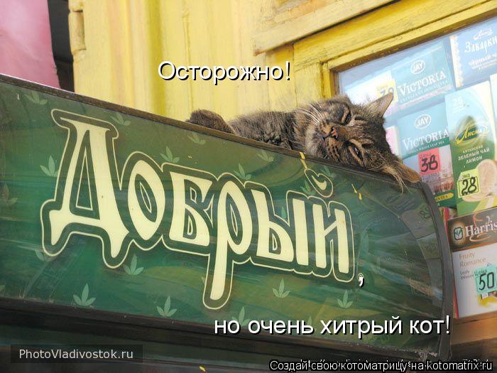 Осторожно! но очень хитрый кот! ,... Котоматрица: Осторожно! но очень хитрый кот! ,