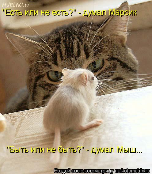 "Есть или не есть?" - думал Марсик "Быть или не быть?" - думал Мыш...... Котоматрица: "Есть или не есть?" - думал Марсик "Быть или не быть?" - думал Мыш...