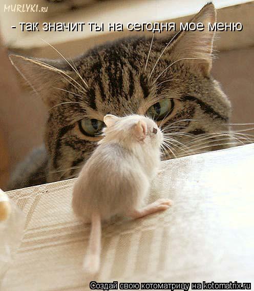 Котоматрица: - так значит ты на сегодня мое меню