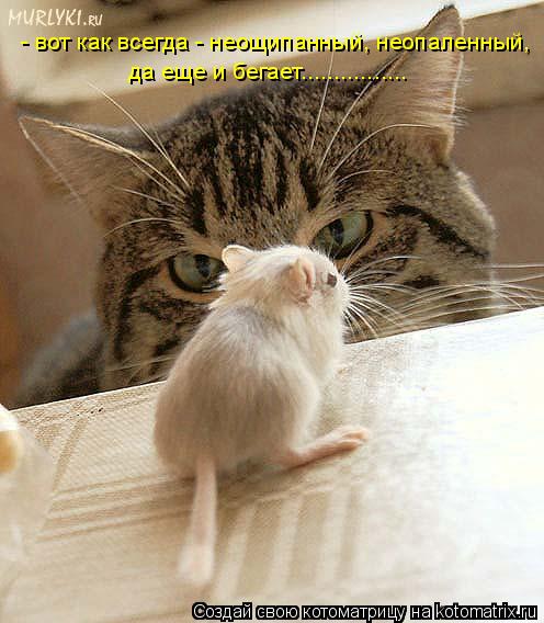 Котоматрица: - вот как всегда - неощипанный, неопаленный, да еще и бегает................