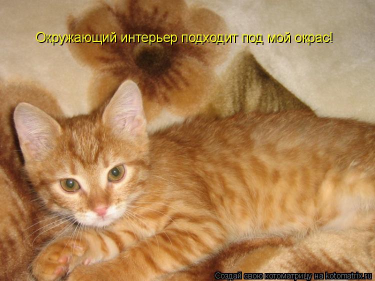 Котоматрица: Окружающий интерьер подходит под мой окрас!