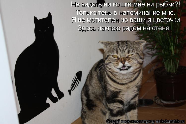 Не видать ни кошки мне ни рыбки?! Только тень в напоминание мне. Я не мстителен,но ваши я цветочки Зд... Котоматрица: Не видать ни кошки мне ни рыбки?! Только тень в напоминание мне. Я не мстителен,но ваши я цветочки Здесь наклею рядом на стене!