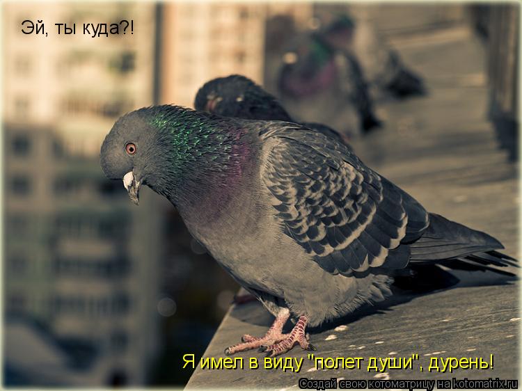 Котоматрица: Эй, ты куда?! Я имел в виду "полет души", дурень!