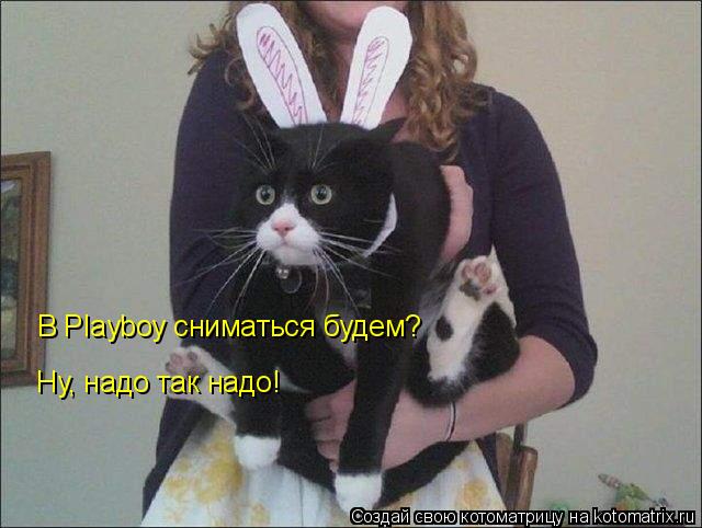 Котоматрица: В Playboy сниматься будем?  Ну, надо так надо!