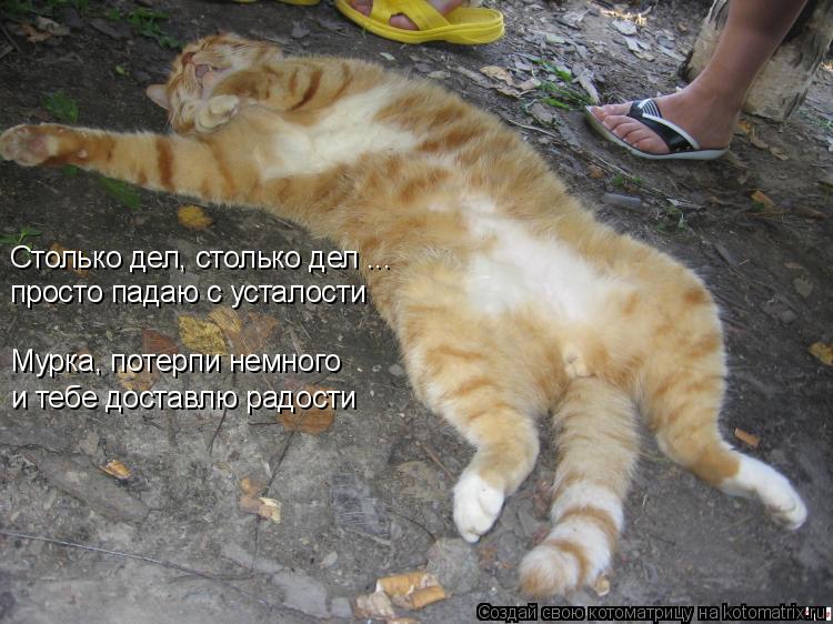 Котоматрица: Столько дел, столько дел ... Мурка, потерпи немного просто падаю с усталости и тебе доставлю радости