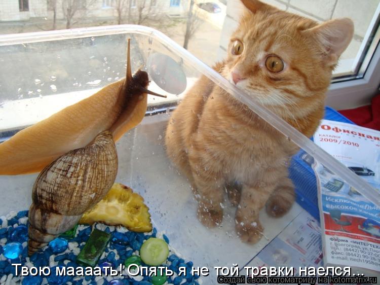 Твою маааать! Опять я не той травки наелся...... Котоматрица: Твою маааать! Опять я не той травки наелся...