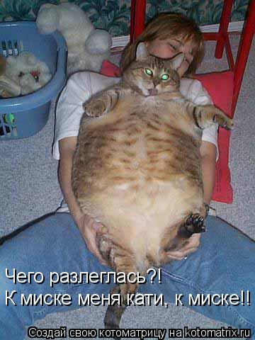 Чего разлеглась?! К миске меня кати, к миске!!... Котоматрица: Чего разлеглась?! К миске меня кати, к миске!!