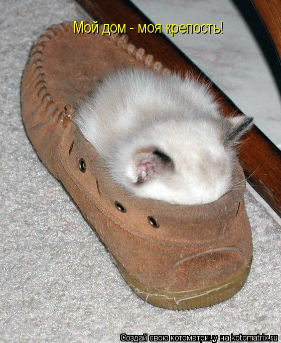 Мой дом - моя крепость!... Котоматрица: Мой дом - моя крепость!