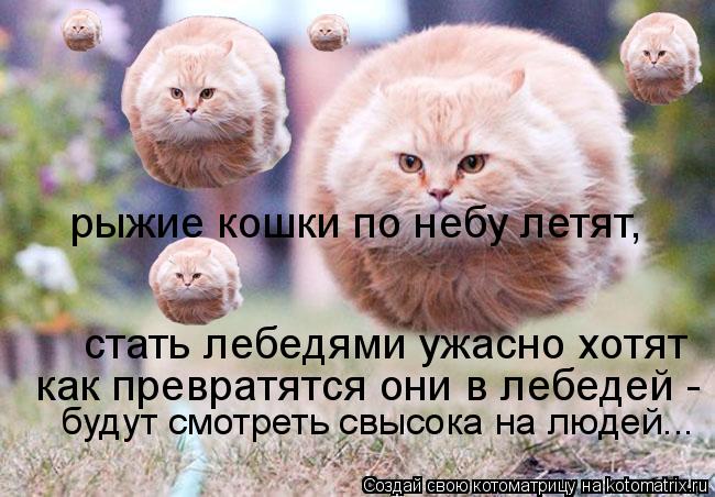 Котоматрица: рыжие кошки по небу летят,  стать лебедями ужасно хотят как превратятся они в лебедей -  будут смотреть свысока на людей...