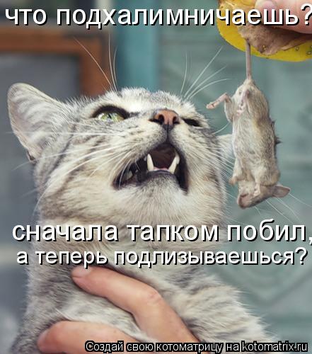 Котоматрица: что подхалимничаешь? сначала тапком побил,  а теперь подлизываешься?
