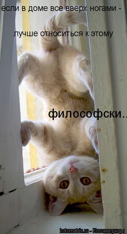 Котоматрица: если в доме все вверх ногами - лучше относиться к этому философски...