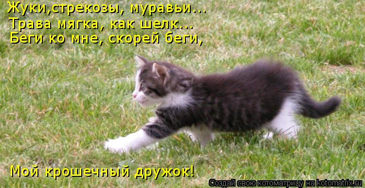 Котоматрица: Жуки,стрекозы, муравьи... Трава мягка, как шелк... Беги ко мне, скорей беги, Мой крошечный дружок!